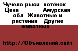 Чучело рыси (котёнок) › Цена ­ 25 000 - Амурская обл. Животные и растения » Другие животные   